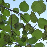 Adina cordifolia (Roxb.) Brandis